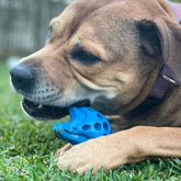 Nylon Starfish-Dog Toy-Rover Pet Products